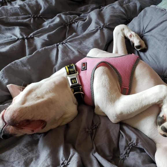 Meet your Posher, Wanda - Picture 3 of 8